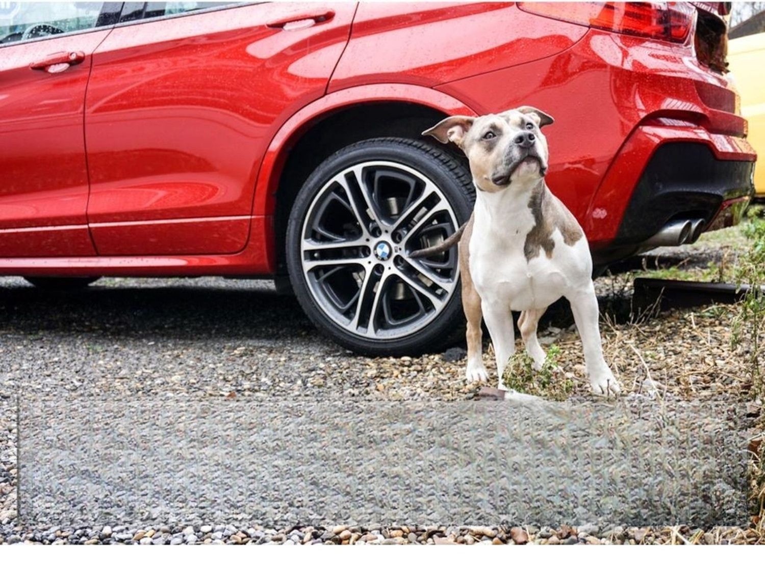 Volkswagen Golf R R 4Motion EcoX- Carbon | Pano Leder Xenon foto 31